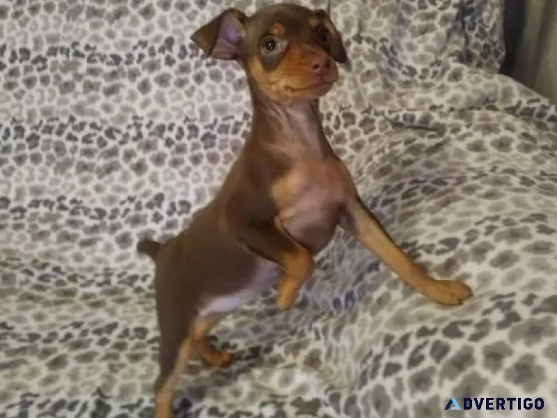 Lovely Miniature Pinscher Puppies