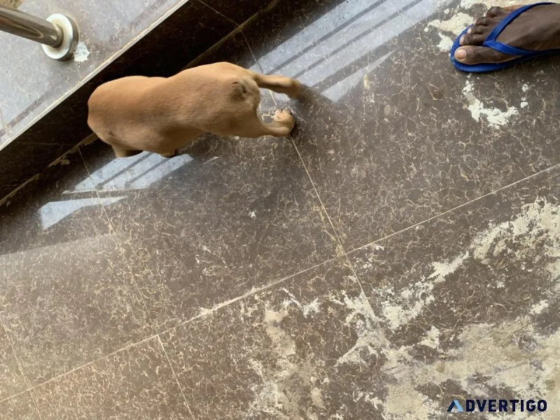 Pet Dog