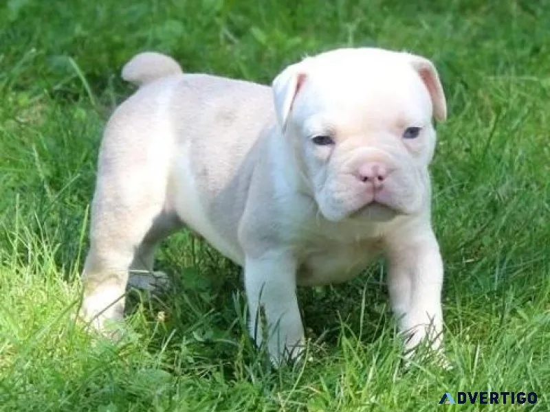 Home raised Olde English Bulldogge puppies ready