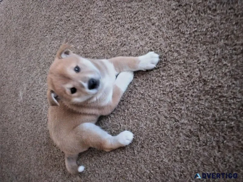 Shiba Inu