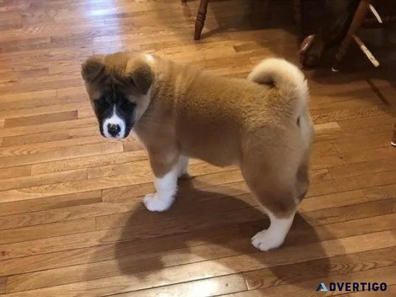 Excellent Akita Puppies For Loving Homes.
