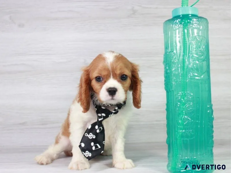 Beautiful Cavalier Puppy For Sale