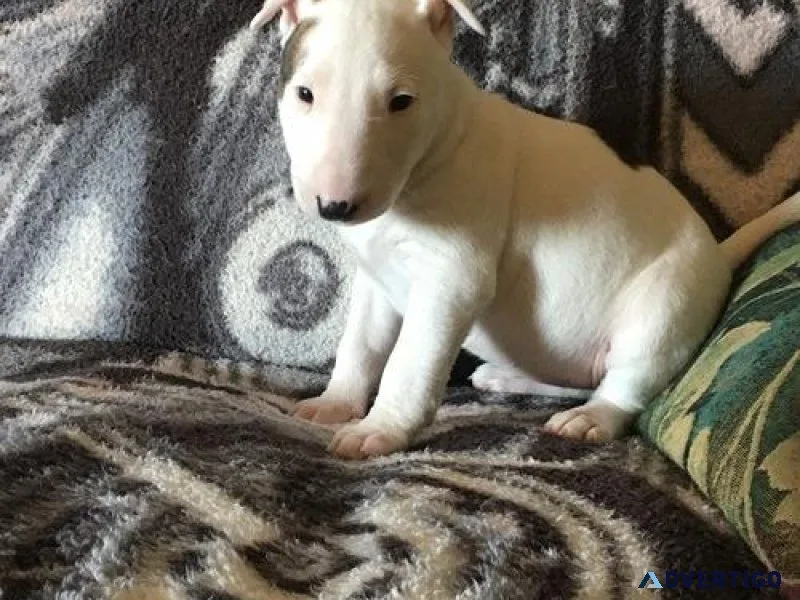 Cute Miniature Bull Terrier puppies