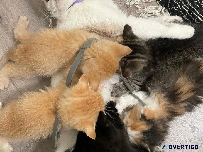 Kiitens 4 home has a new litter ready to go.