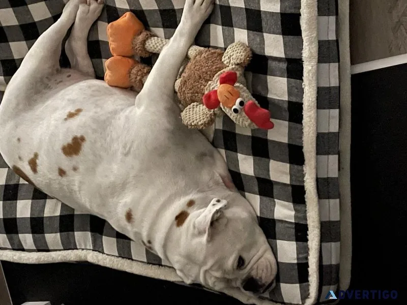 Old English bulldog