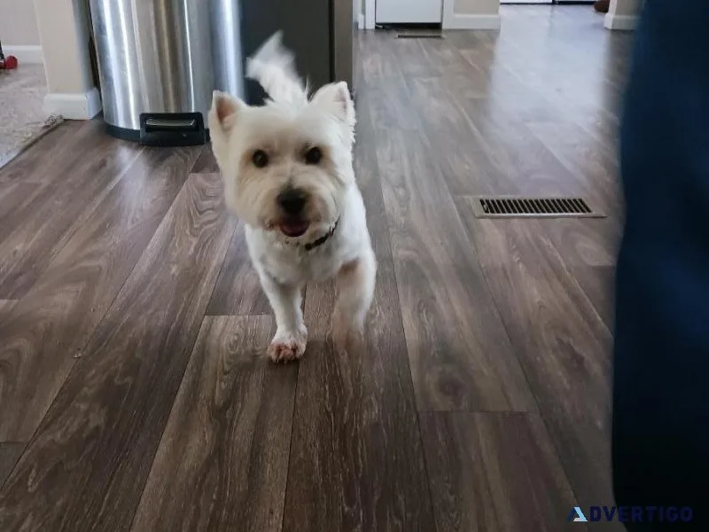 West highland terrier