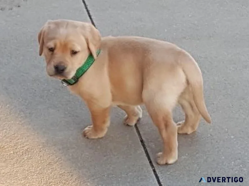 Well Socialized Labrador Retriever Puppies