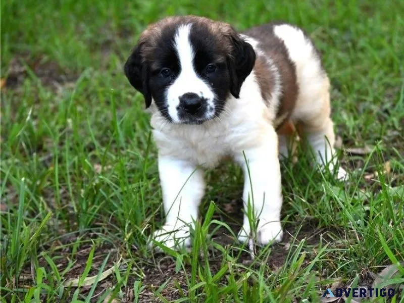 AKC Saint Bernard Puppies Available For Sale