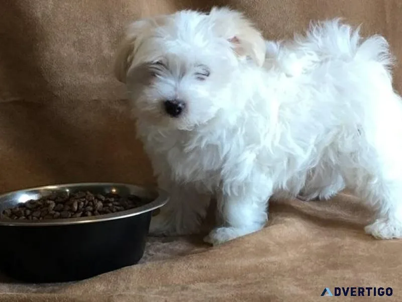 AKC Pure Maltese puppies ready now