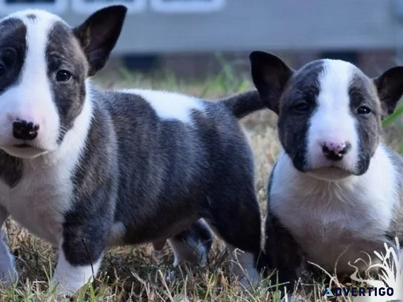 Miniature Bull Terrier Puppies For Lovely Homes