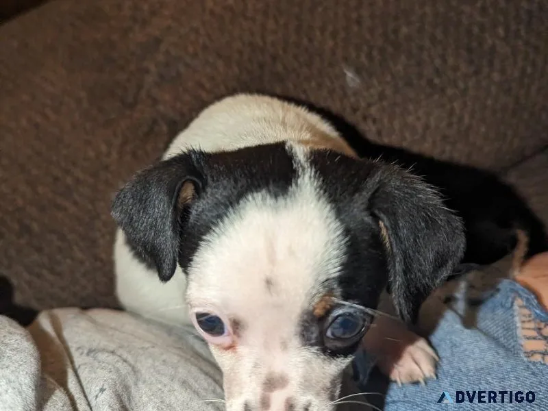 Male Chihuahua puppy