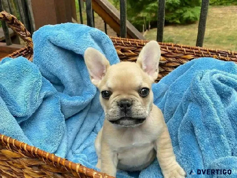 Adorable French Bulldog