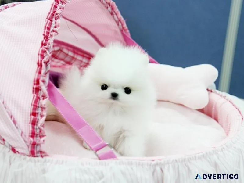 Super Cute Micro Teacup Pomeranian puppies ready now