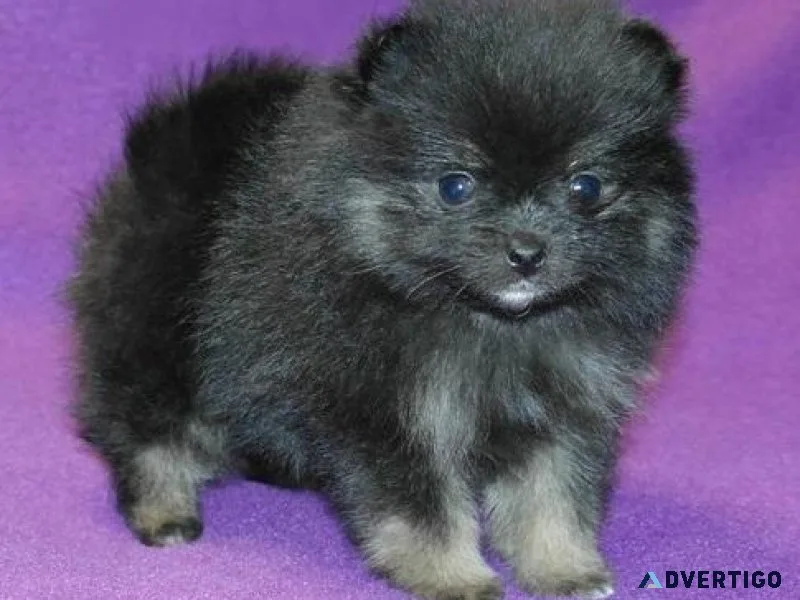 Adorable Teacup Pomeranian Puppies