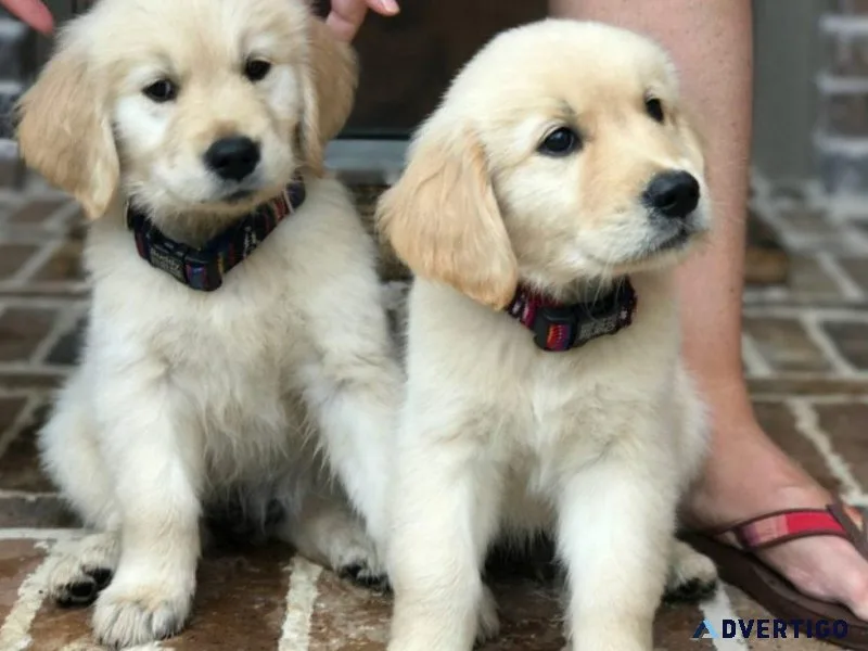 Very Intelligent Golden Retriever puppies