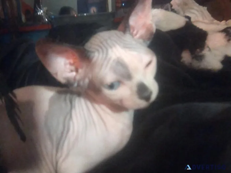 Pink and brown spotted sphinx kitty