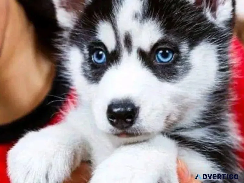 Snow White Siberian Husky Puppies