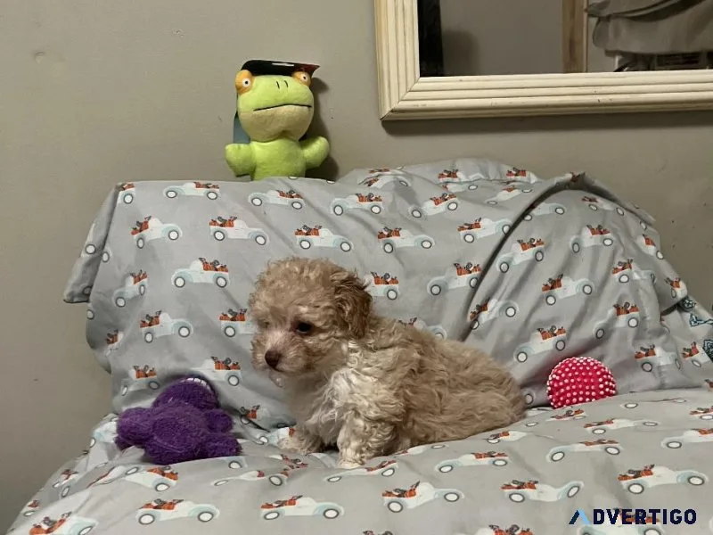 YorkiePoo Puppies