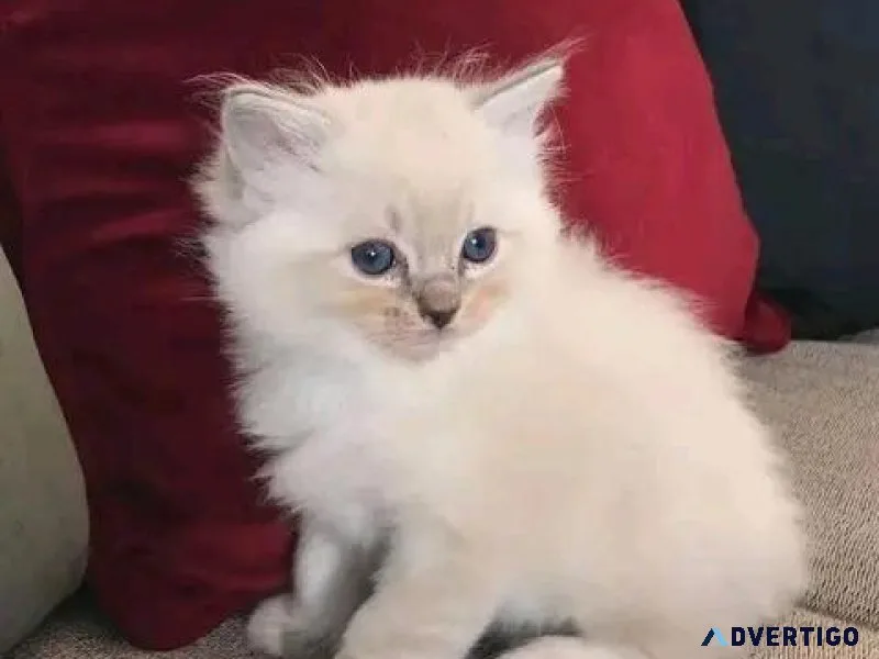Ragdoll kitten for sale