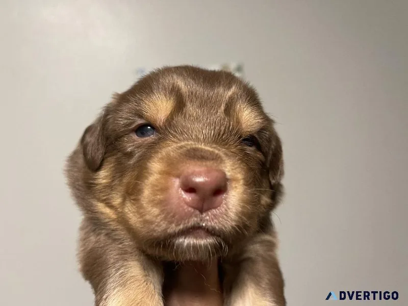 AKC Australian Shepherd Puppies