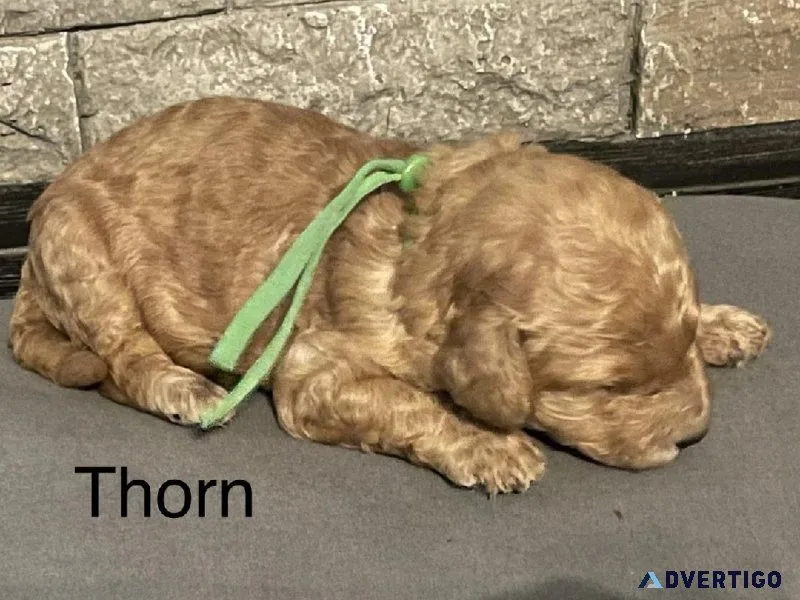 Miniature golden doodles puppies