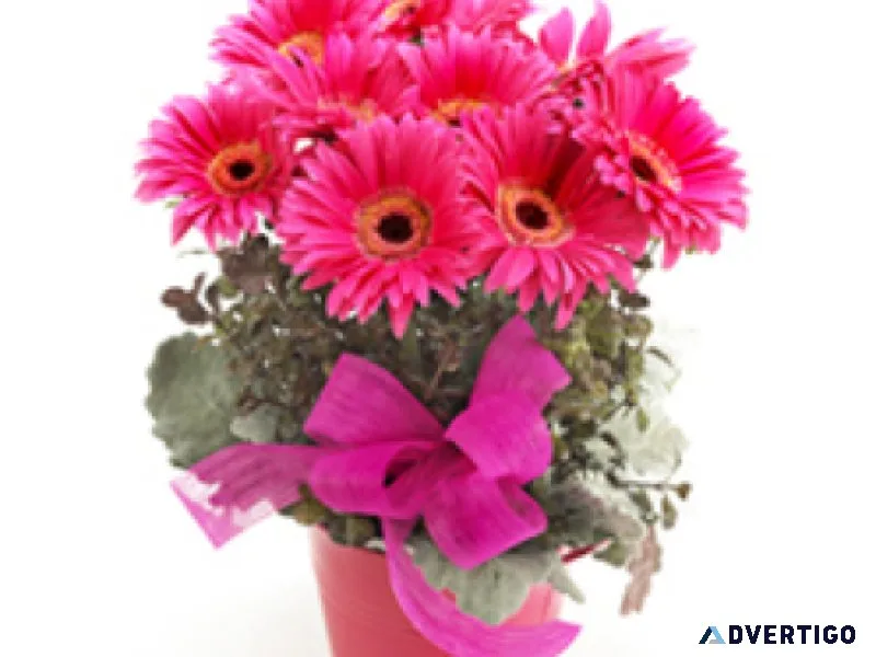 Pink gerbera