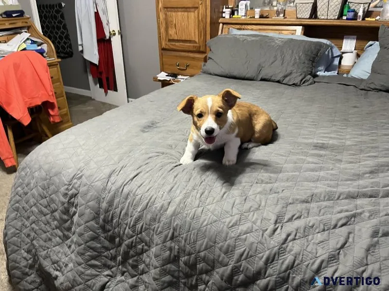 PEMBROKE WELSH CORGIS