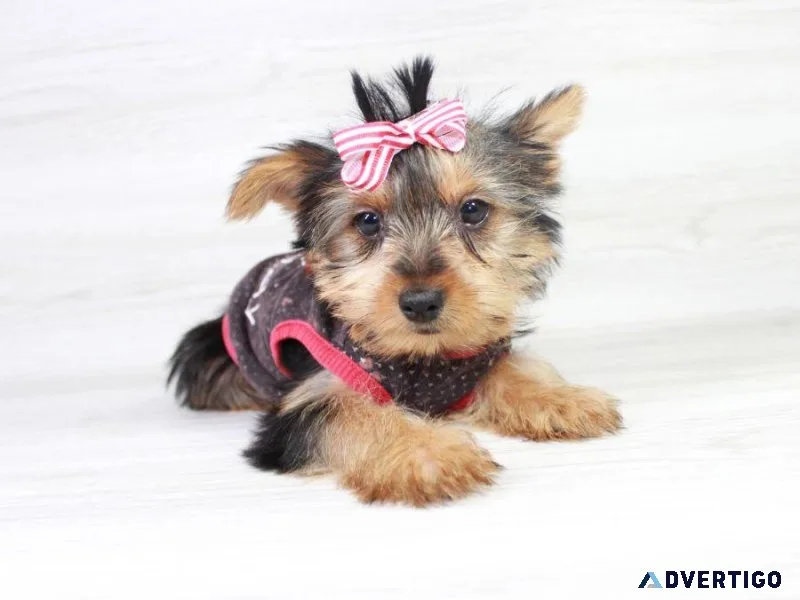 Toy Yorkie Puppies For Sale
