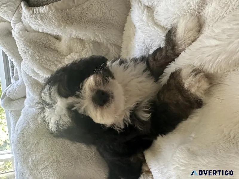 Mini Bernedoodle