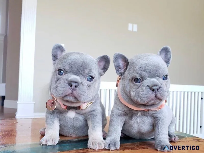 French Bulldog Puppies MF