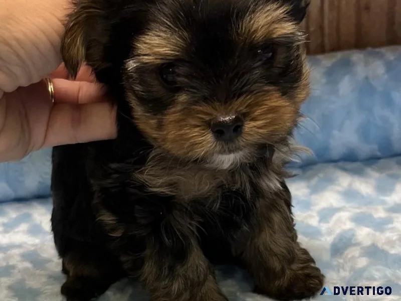 Yorkie Puppies