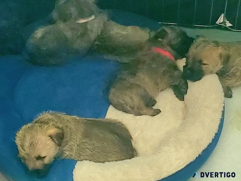 Cairn Terrier Puppies
