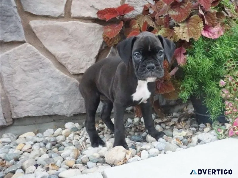 Top home raised Boxer puppies