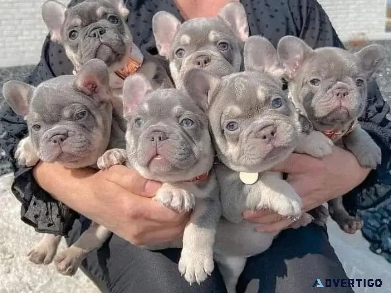 Purebred French Bulldogs