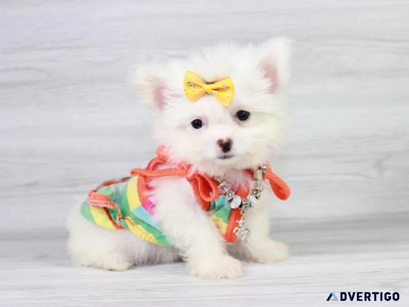 Adorable Maltipom Puppy