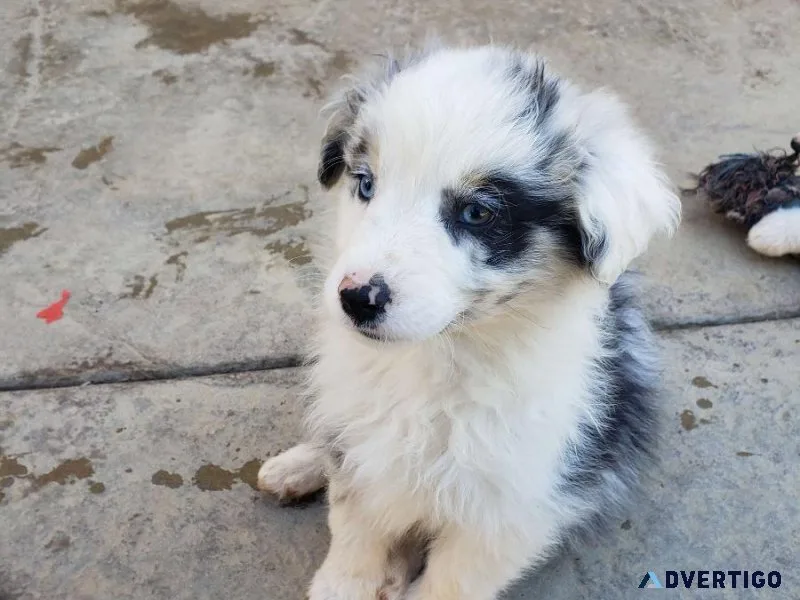 Australian shepherd puppy