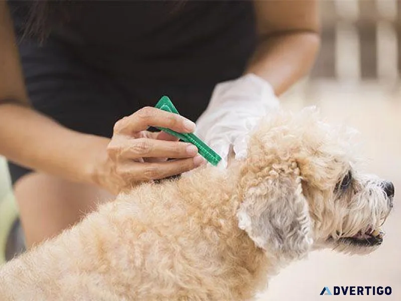 Heartworm tick and flea prevention for dogs