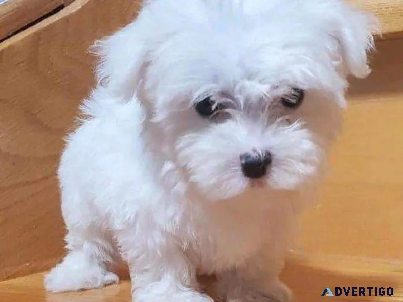 Lovely White Teacup Maltese Puppies available for adoption