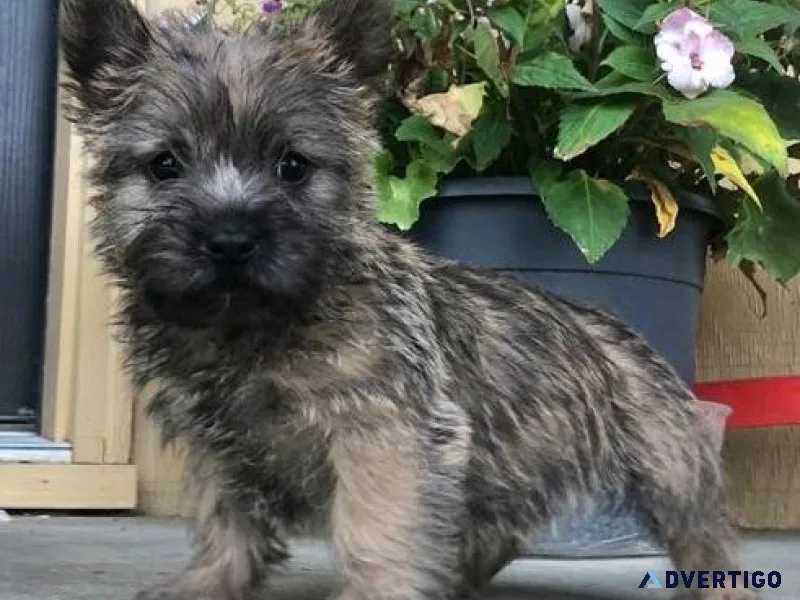 Healthy Cairn Terrier puppies