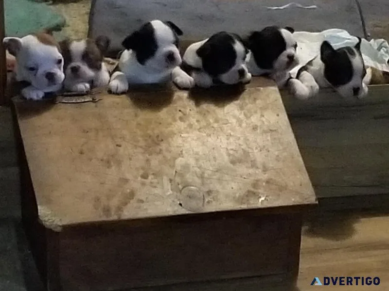 Boston Terrier Pups
