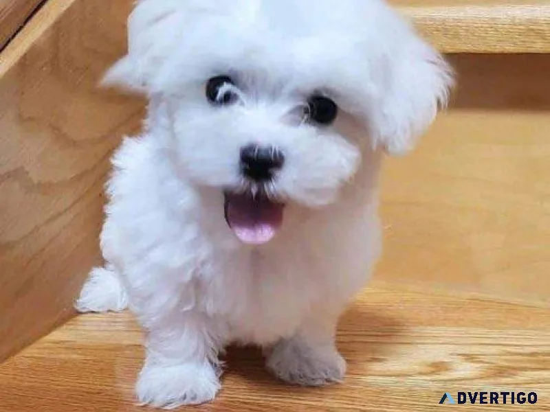 Charming Teacup Maltese puppies ready for adoption