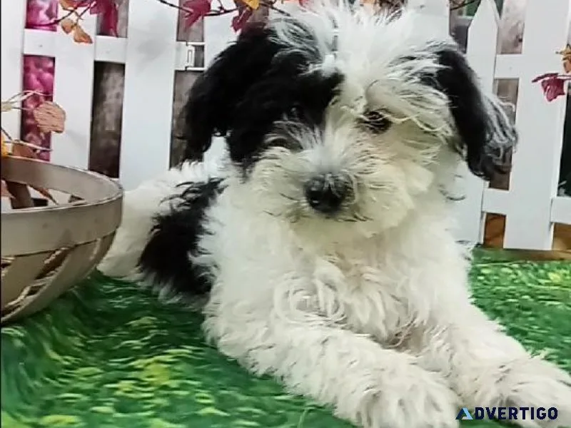 Mini SchnauzerPoodle mix Puppies