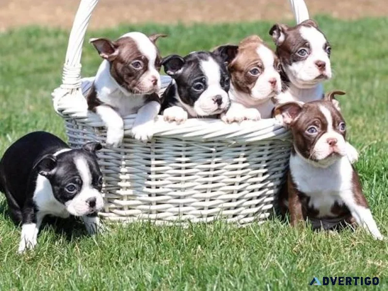 Top home raised Boston Terrier puppies