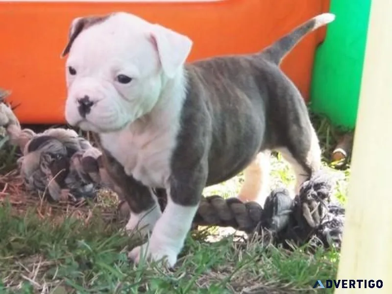 Home raised American Bulldog puppies