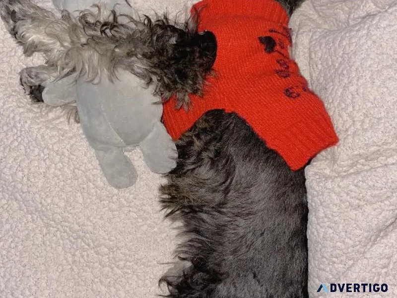 Miniature schnauzer