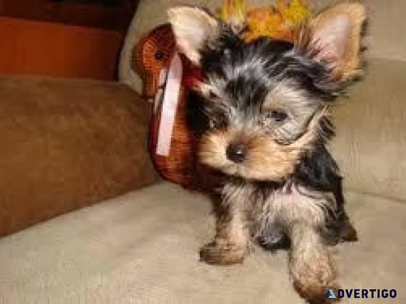 Potty Trained Teacup Yorkie Puppies available