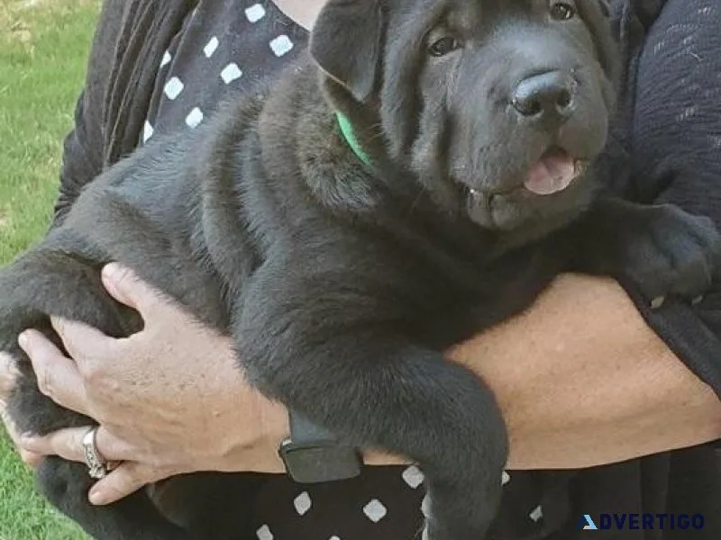 Lovely Chinese Shar-Pei puppies