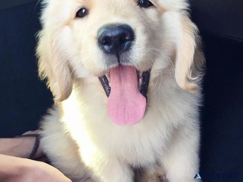 Home trained Golden Retriever puppies available