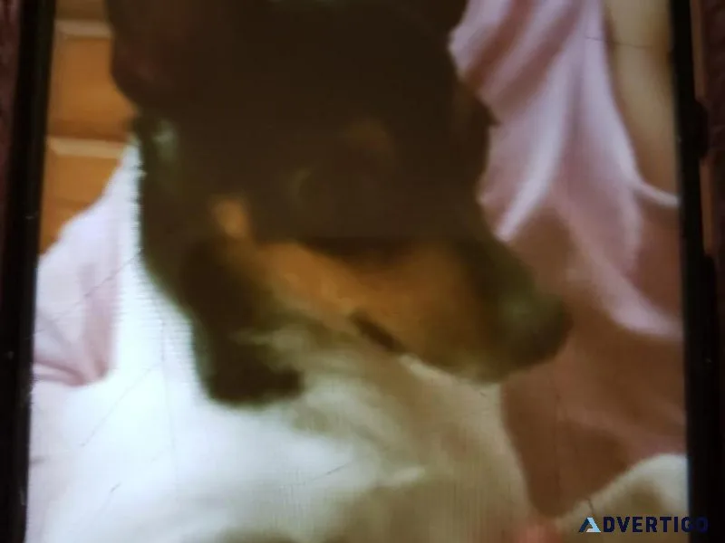 Toy fox Terrier