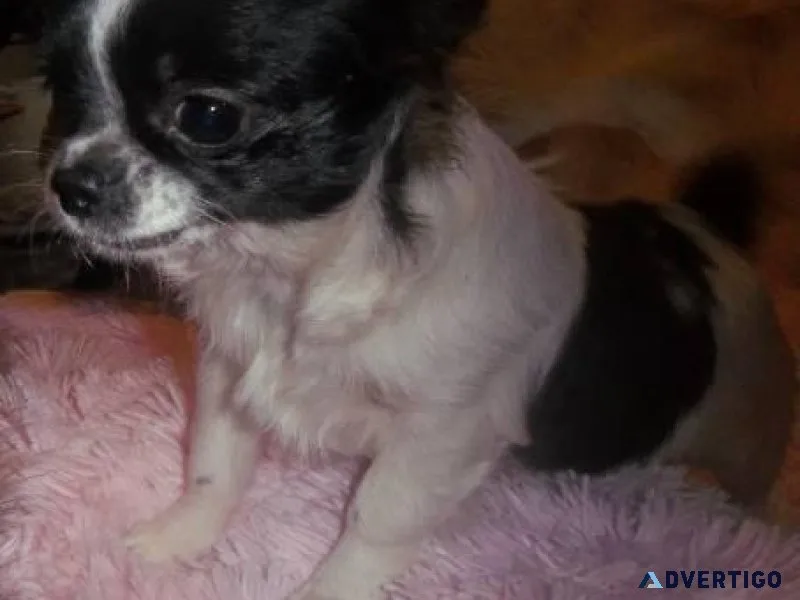 Full AKC Russian Female Chihuahua